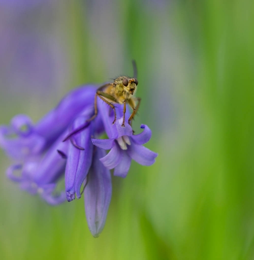 2019-04-23/Electro35
Electro35-Macro et proxiphotographie nature.
