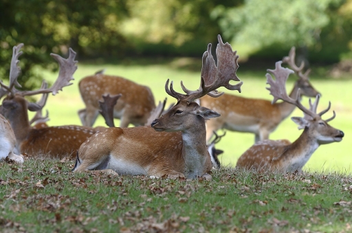 2017-08-29/charlysouho
charlysouho-Animaux domestiques ou captifs.
