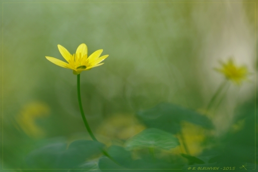 2015-04-18/ torr Penn
torr Penn [Fleur]
