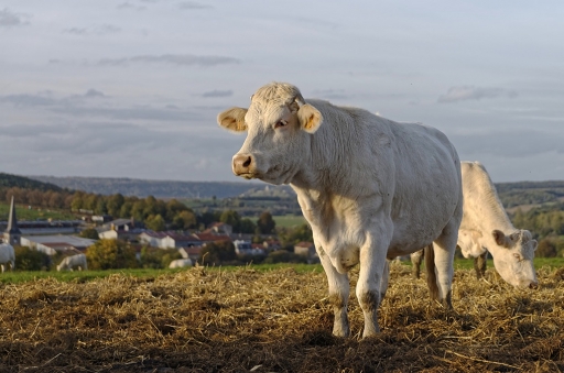 2017-10-04/charlysouho
charlysouho-Animaux domestiques ou captifs
