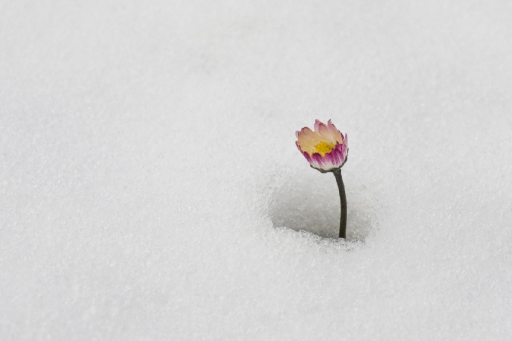 2018-02-15/dardi
dardi-Flore et Botanique
