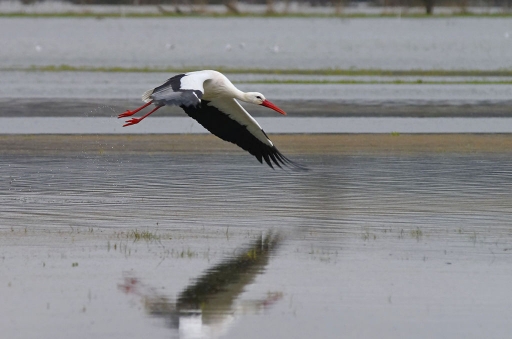 2018-01-09/charlysouho
charlysouho-Faune sauvage 
