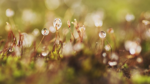 2018-01-11/Batiste P
Batiste P-Macro et proxiphotographie nature.
