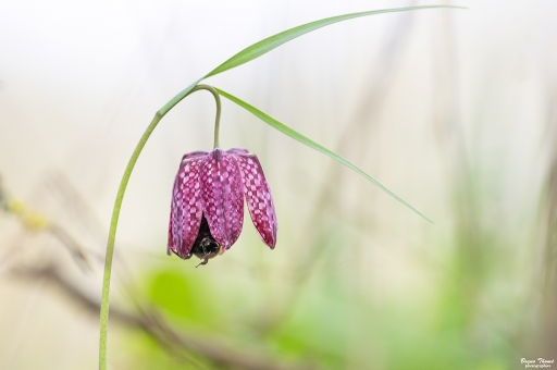 2019-03-12/Daenelyn
Daenelyn-Flore et botanique.
