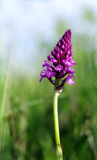 2018-05-19/papy57
papy57-Macro et proxiphotographie nature
