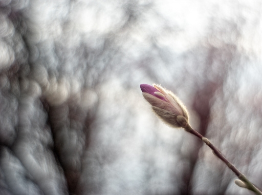 2018-04-03/TOFTOF
TOFTOF-Flore et botanique.
