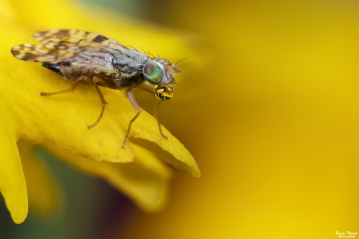 2018-08-29/Daenelyn
Daenelyn-Macro et proxiphotographie nature.
