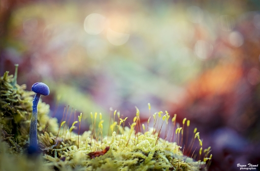 2018-10-02/Daenelyn
Daenelyn-Flore et botanique
