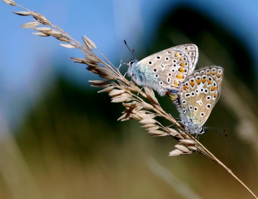 2017-07-22/papy57
papy57-Macro et proxiphotographie nature.
