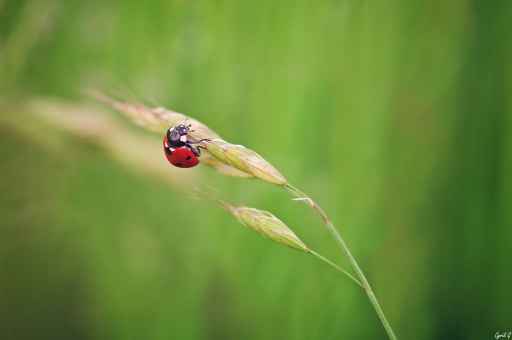 2018-12-25/CarpoDingo
CarpoDingo-Macro et proxiphotographie nature.
