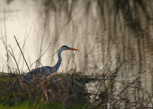 2019-04-13/charlysouho
charlysouho-Faune sauvage
