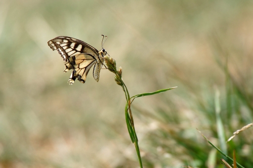 2019-08-08/charlysouho
charlysouho-Macro et proxiphotographie nature.
