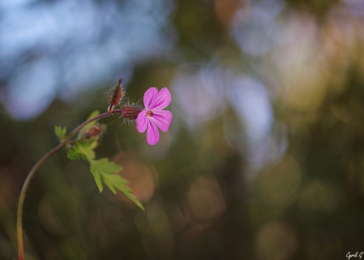 2019-11-14/CarpoDingo
CarpoDingo-Flore et botanique
