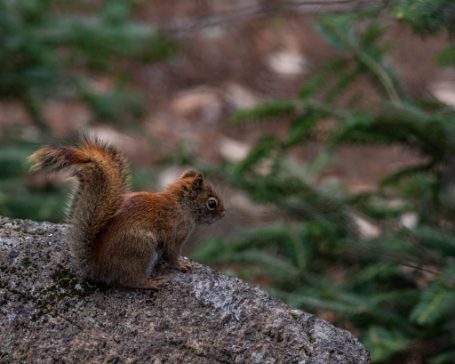 2019-11-05/ramiot
ramiot-Faune sauvage
