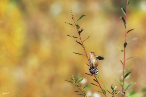2019-12-11/CarpoDingo
CarpoDingo-Faune sauvage.
