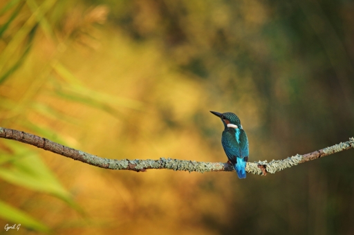 2020-02-03/CarpoDingo
CarpoDingo-Faune sauvage 
