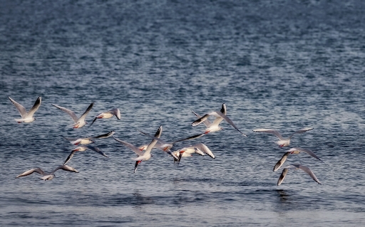 2017-01-07/Kobaia
Kobaia-Faune sauvage
