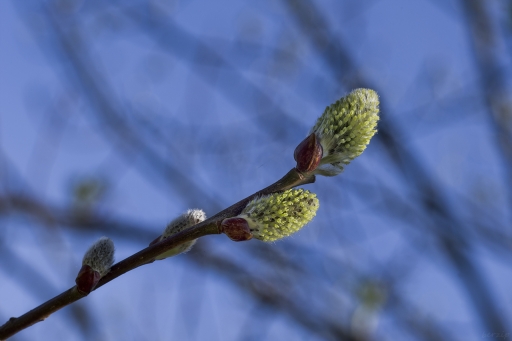 2020-03-27/berzip
berzip,Flore et Botanique.
