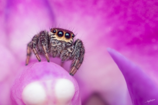 2020-04-14/phoenix1366
phoenix1366-Macro et proxiphotographie nature.
