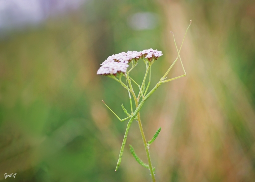 2020-04-28/CarpoDingo
CarpoDingo-Macro et proxiphotographie nature.
