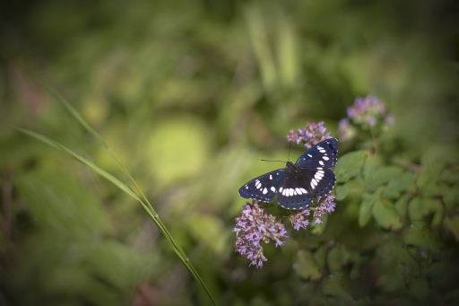 2020-08-06/Opus21
Opus21-Macro et proxiphotographie nature.
