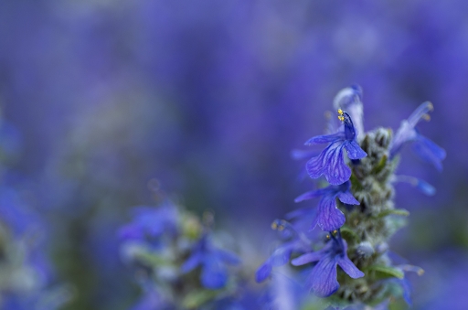 2015/06/27-Mathieu
Mathieu-Fleurs

