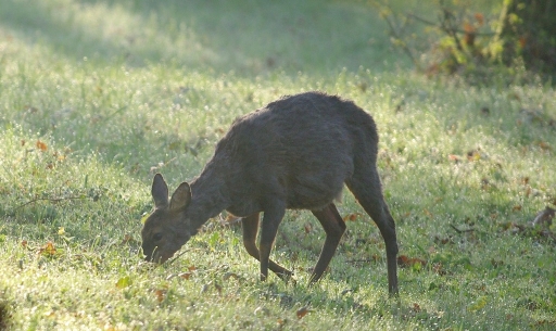 2016-04-08/papy57
papy57-Faune sauvage

