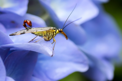 2016-06-05/kobaia
kobaia-macro et proxiphotographie nature

