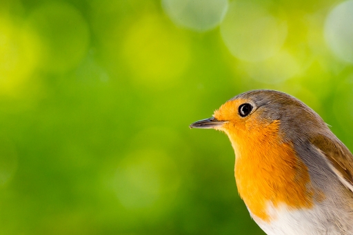 2015-12-09/Jp49
Jp49  [Faune sauvage]
