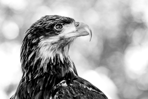 2018-01-05/BeoNeo
BeoNeo-Animeaux domestiques ou captifs.
