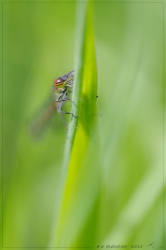 2015-05-30/torr penn
torr penn-Macro et proxy
