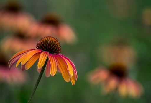 2017-12-08/miczfr
miczfr-Flore et botanique
