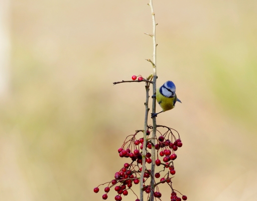 2019-01-19/papy57
papy57-Faune sauvage.
