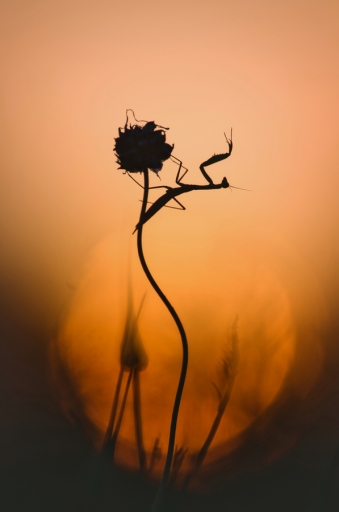 2019-07-03/donlope01
donlope01-Macro et proxiphotographie nature
