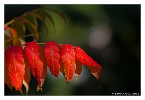 2016-10-08/MouLagG Ofr
MouLaG Ofr-Flore et Botanique
