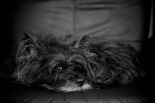 2017-02-16/Marceline
Marceline-Animaux domestiques ou captifs
