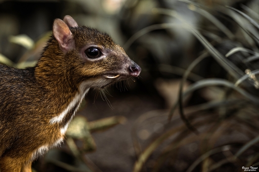 2019-12-23/Daenelyn
Daenelyn-Animeaux domestiques ou captifs.
