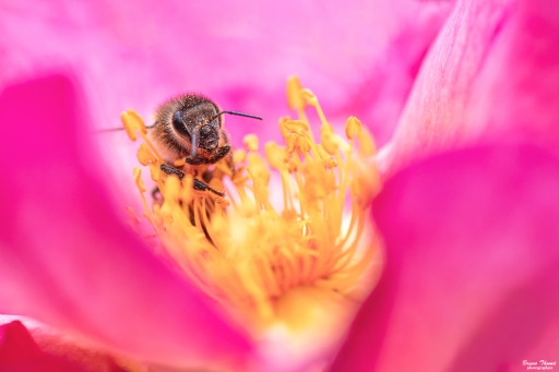 2020-07-02/Daenelyn 
Daenelyn-Macro et proxiphotographie nature.
