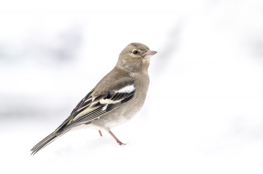 2019-10-26/galuchar
galuchar-faune sauvage
