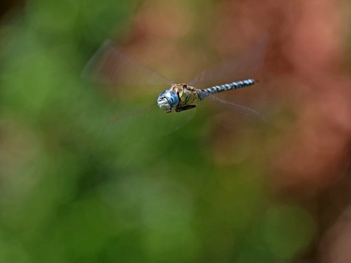 2018-07-20/blem49
blem49-Macro et proxiphotographie nature.

