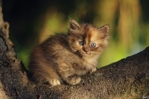 2018-10-29/CarpoDingo
CarpoDingo-Animaux domestiques ou captifs.
