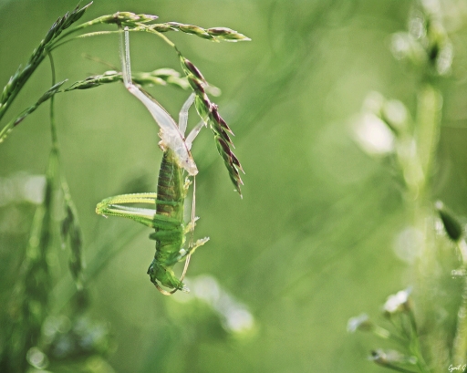 2017-11-07/CarpoDingo
CarpoDingo-Macro et proxiphotographie nature
