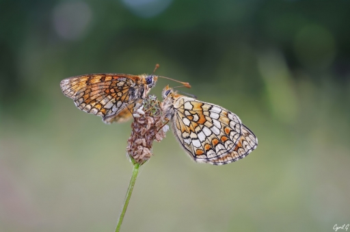 2018-02-14/CarpoDingo
CarpoDingo [Macro et proxiphotographie nature]
