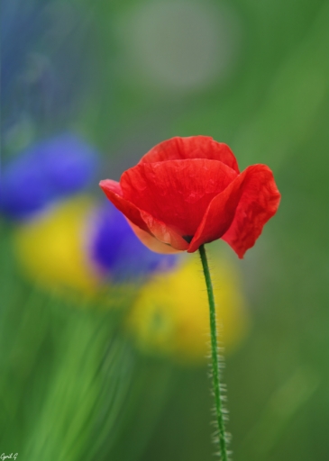 2018-06-30/CarpoDingo
CarpoDingo-Flore et botanique
