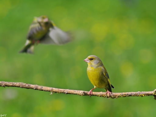 2018-10-16/CarpoDingo
CarpoDingo-Faune sauvage
