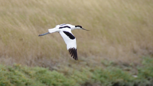 2019-02-05/papa
papa-Faune sauvage
