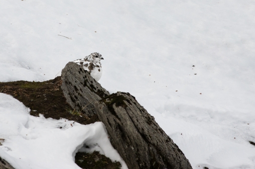 2019-11-26/ASM
ASM-Faune sauvage
