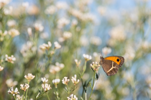 2019-06-11/ASM
ASM-Les photos de la sortie Macro-Proxi 2019.
