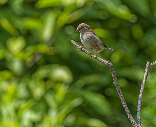 2020-07-08/Hermès
Hermès-Faune sauvage
