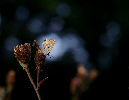 2019-08-24/Papy
Papy-Macro et proxiphotographie nature
